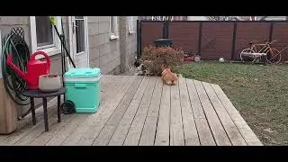 Рождественские развлечения с внуками и щенками 😁 🐶🐶🫠❤️👨🏻 Гриззи и Гуси избивают друг друга ✨️💥⚡️🔥🥴😅