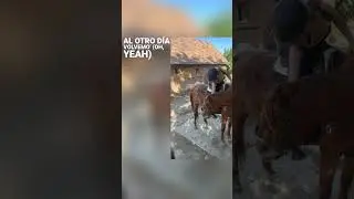 Illem 🥰 #horse #equestrian # summer