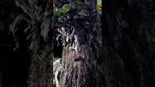 Did you know the Ents are OLDER than the sun and moon?#LordOfTheRings #tolkienlore