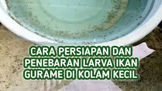 Cara Persiapan dan Penebaran Larva Ikan Gurame di Kolam Kecil