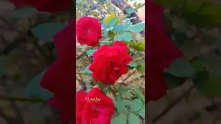 #my Beautiful garden and flowers 🌹🌹🌹🌹🌹🌹🌹🌹🌹🌹🌹🌹🌹🌹💚