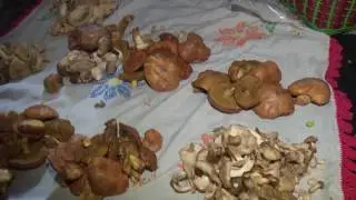 Intoxicaci&oacute;n por hongos