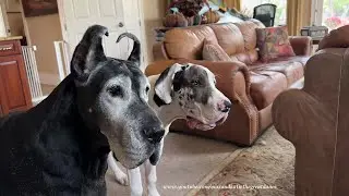 Fun Police Senior Great Dane Decides Playing With The Kids Is More Fun Than Policing The Fun