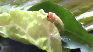 Noctua Pronuba (Large Yellow Underwing) Larva