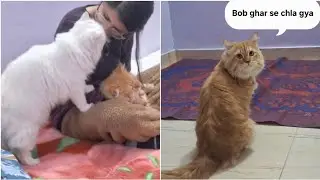 Bob bhaga Ghr Se 😌 ||Rusty Aura Mujhe Chodte Hi Nhi Hai|| #meowmate #cat #viralvideo #youtubevideo