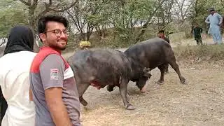 Ustad Hamyo Jutt da tipu Sultan Buffalo fight Pakistan 2025