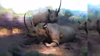 African & Asian Mammals At AMNH