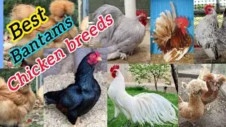Best bantam chicken breeds || bantam chickens in India || breeds of poultry birds and  their