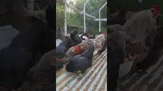 Ameraucana chicken breed #hawaii #chicken