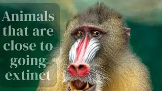 Animals that are close to going Extinct in 2024|Most Endangered Species|5AnimalsThatCould Go Extinct
