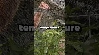 Can a Shade Cloth Save Your Peppers from Heat Stress? #shorts