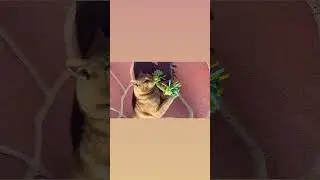 Pishi also has fun through the day..#pishi#zen#cat#share#subscribe