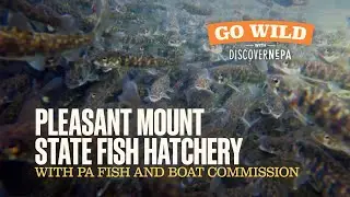 GO WILD with DiscoverNEPA: Pleasant Mount State Fish Hatchery with PA Fish and Boat Commission