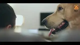 #DogseeDogSong - Cute dog photos & videos compilation