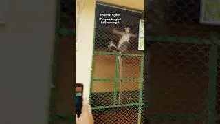 🐒চশমাপরা হনুমান(Phayre's Langur)🍍Sreemangal  | Trending Hindi song | Dekha Hai Pehli Baar #hindisong