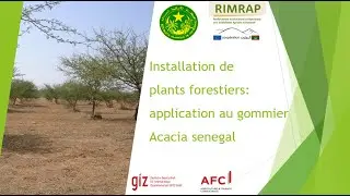 Installation de plants forestiers de gommier   Mauritanie   RIMRAP Composante R&F