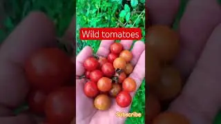 Wild tomatoes #tomoto #wild #wildfruit #garden