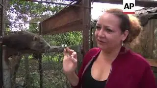 Tree rats living the high life, sharing rum and coffee with owners