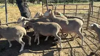 Estamos apartando las preñadas y poniéndolas los collares con los números