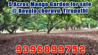 5 Acres Mango Garden for sale @ Royala cheruvu, Tirupathi