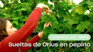 Grupo La Caña: Sueltas de Orius para control de Trips en pepino.
