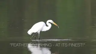 A GRACEFUL CATCH, GREAT EGRET (FUN FACTS & SOUNDS!)