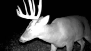 Monster Buck in Cherry Hill, New Jersey, Bow Hunt, Trail Camera