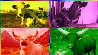 Funny Cows VS Funny Buffalo VS Funny Buls VS Tiles Hop EDM Rush