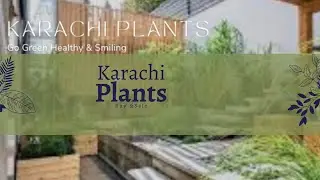 Planting Trees in Karachi to Combat Climate Change and Pollution