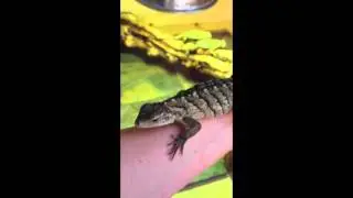 Cyclura, Blue Rock Iguana Baby Epsilon 2013-Oct-13