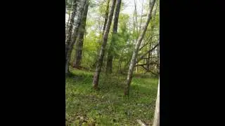 Little swamp monster