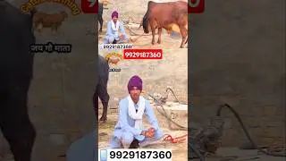 #cattlefarming152 #bull #cow #farming #trending