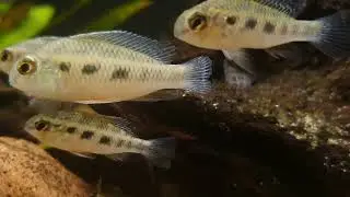 Crenicara punctulatum (wild) bij Aquarium Speciaalzaak Utaka 