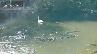 Nice Bonding of the Swan, Koi Fish and Turtle