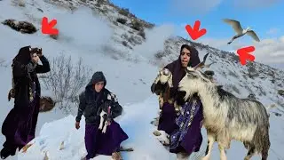 Nomadic Life: Ashraf's Efforts to Find the Lost Goat 🐐❄️