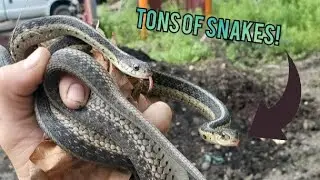 Snakes EVERYWHERE! (Herping in southern Ohio)