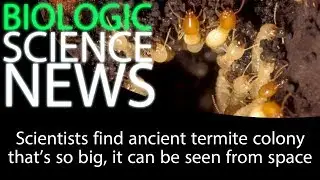 Science News - Scientists find ancient termite colony that's so big, it can be seen from space