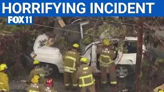 One dead after tree falls on car  | FOX 11 LA