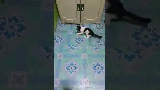 grengo vs cockroach#shorts