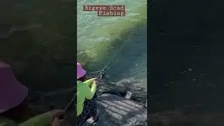 Bigeye Scad Fishing | No Bait Just Hook #fishing #hookfishing #bigeyes #hasahasa
