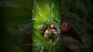 #nestbird #shortvideo #anime #viralvideo