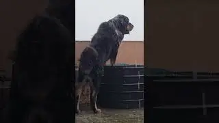my friend shadow # 