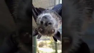 Offended by rattle toys #bats #cute #lubeebats
