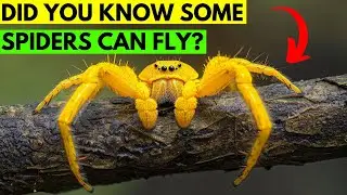 How Spiders Can Use Electricity to Fly! | The Shocking Science Behind it
