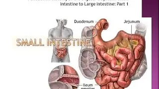 Small to Large Intestine Part 1