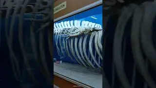 #beautiful #nature #baleen #whale #skeleton #viral #shorts