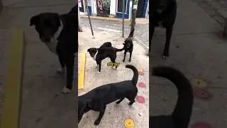 This city has over 25,000 stray dogs