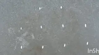सोपी रांगोळी🌺 4×2 dot rangoli 