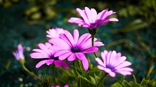 Gentle Piano Music - 