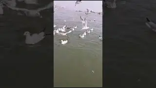 Migratory Birds at Varanasi #varanasi #travel #birds